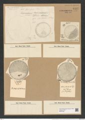 Coscinodiscus polyacanthus Grun. (de-Toni-Nr.: Genus 202, Species 4945) Zeichnungen Sammlung Grunow Nr. 8537 (NHMW-BOT-W0378168)